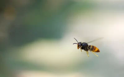 Information zu Asiatischen Hornissen